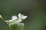 Small-leaf spiderwort